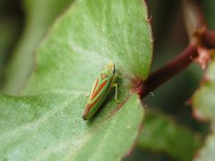 Cicadelle