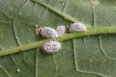 cochenille.jpg