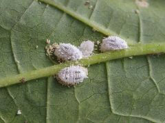 Cochenille