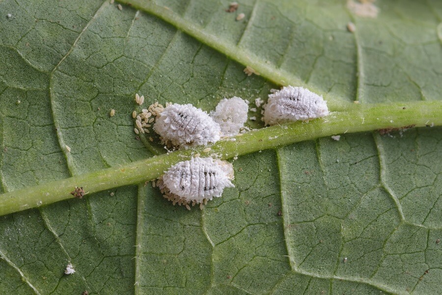 cochenille.jpg