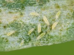 Thrips
